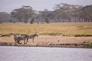 Naklejka na ściany i meble landscape Lake Nakuru National Park in Kenya Africa