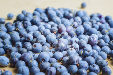 Freshly picked blueberries