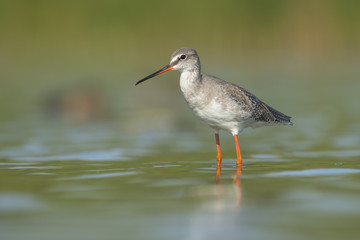 Spotted Redshank (Tringa erythropus)