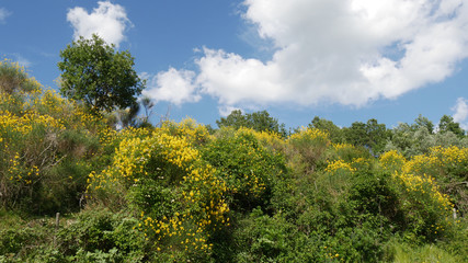 Fiori di ginestra nella campagna Mediterranea