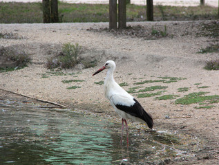 cigogne