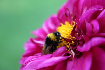 Hummel