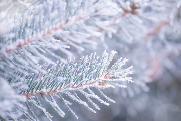 Naklejka na ściany i meble Winter and Christmas Background. Close-up Photo of Fir-tree Branch Covered with Frost.