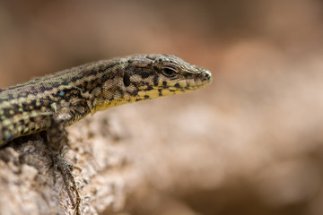 Tyrrhenian wall lizard