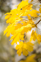 Autumn concept with yellow leaves