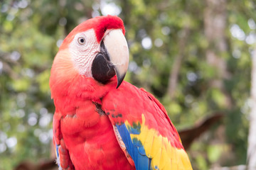 Costa Rica Birds
