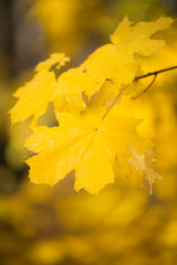 Naklejka na ściany i meble Autumn concept with yellow leaves