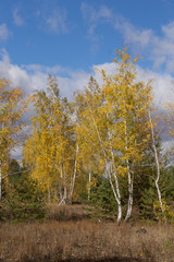 Fototapeta premium Sunny autumn day