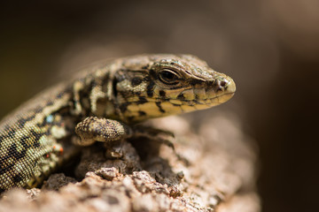 Tyrrhenian wall lizard