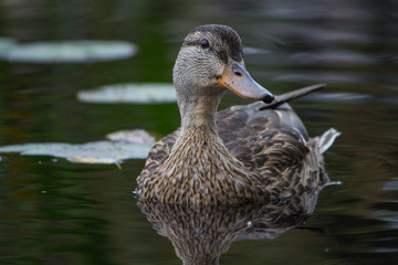 Duck in a pond
