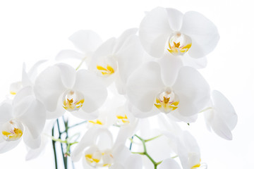 white orchid on a white background © maciejr23