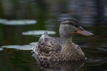 Duck in a pond