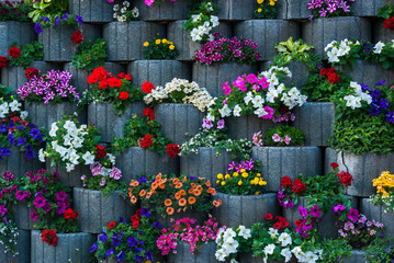 Fototapeta na wymiar Wall of flowers