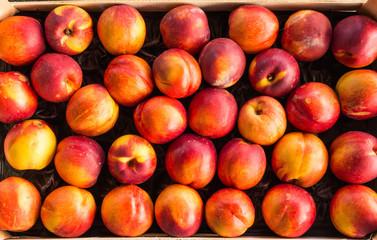 bunch of juicy delicious red yellow peaches prunus persica in box at the market