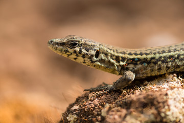 Tyrrhenian wall lizard