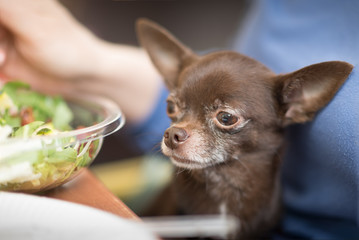 Cute brown chihuahua dog going to eat in restaurant