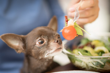 Cute brown chihuahua dog going to eat a cherry tomato in restaurant