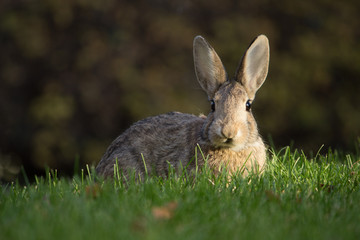 Bunny at attention in the sun on a green lawn