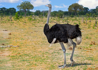 Male Ostrich standing on the open plains on Hwange National Park, Zimbabwe
