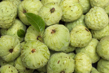 Cherimoya fruit (Annona cherimola)