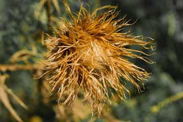 Burdock flower Medicinal plant: Arctium macro remedy, sharp, spike,