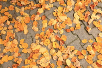 Leaf