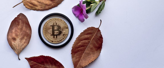 Gold bitcoin on autumn leaves on white background. Design elements for autumn.