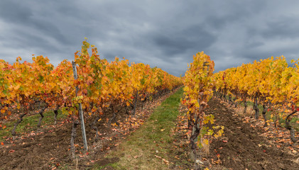 Naklejka premium Golden vineyard at autumn