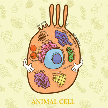 Education chart of biology for animal cell diagram
