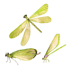 Set of dragonflies in watercolor