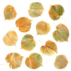Fototapeta premium Autumn leaves tilia platyphyllos isolated on the white background. Linden foliage top view, back side