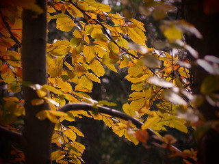 Yellow leaves