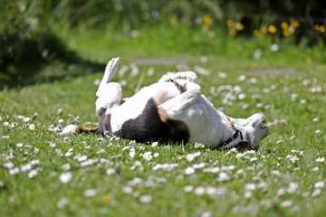 Lazy dog lying in the meadow