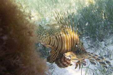 Fish lionfish at the sandy bottom. Pterois volitans