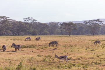 nakuru landscape with zebras in Kenya, Africa