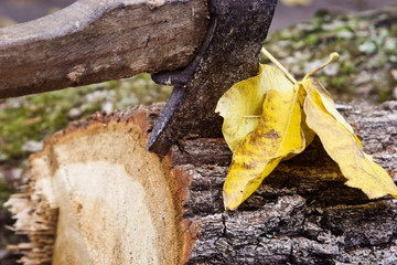 Ax in the tree with autumn leaves close-up