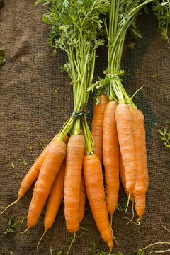 Fresh carrots on the market - Daucus carota
