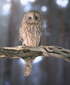 Ural owl (Strix uralensis) on natural background