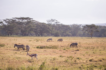 Fototapeta na wymiar landscape Lake Nakuru National Park in Kenya Africa