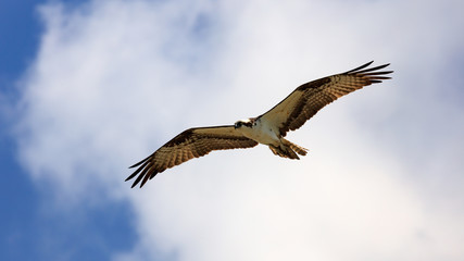 Osprey flying against white cloud, Sanibel Island, Florida, USA