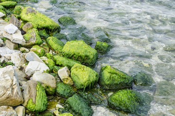 Stones with seaweed against the background of sea water.