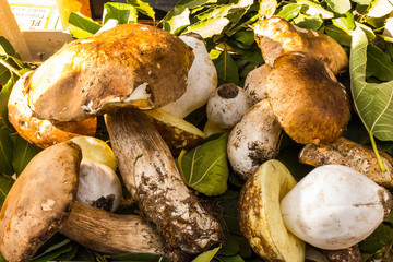 bunch of fresh yellow boletus cep mushrooms from harvest in the forest on green leaves