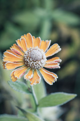 Helenium flower covered with hoarfrost