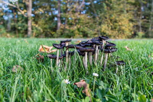 Fall in Maribo, at Ss&oslash;nders&oslash;