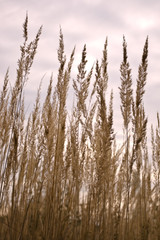 reed in the wind