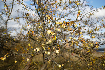 autumn apple-tree on background of sky