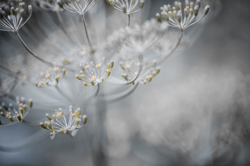 Flowering dill details