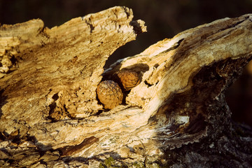 An old tree with cones under the sunlight