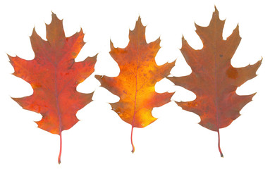isolated fall leaves on white background. natural scanned oak red leaves set