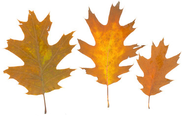 isolated fall leaves on white background. natural scanned oak yellow leaves set